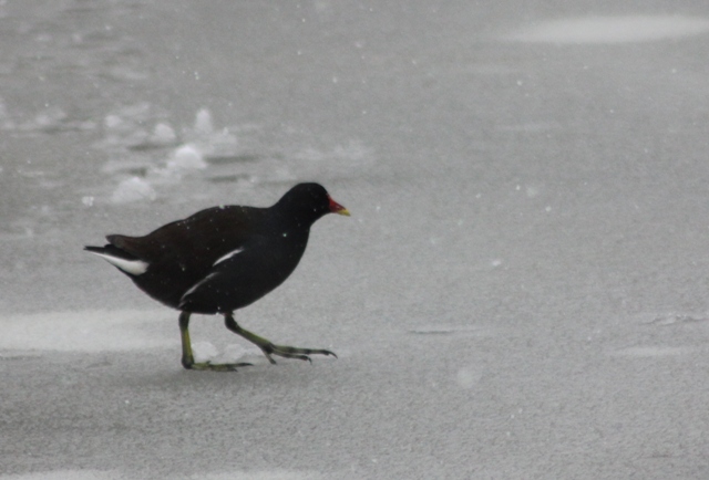 Hiver 2013 - Sous la neige